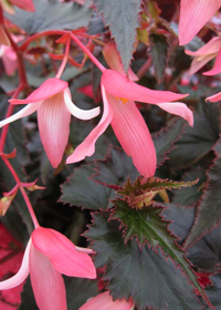 Begonia boliviensis 'Bonfire Chocolate Pink'